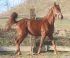 Ventasso άλογο που κατάγονται από την Ιταλία